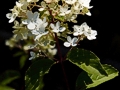 Hydrangea paniculata Vanille Fraise IMG_0206 Hortensja bukietowa